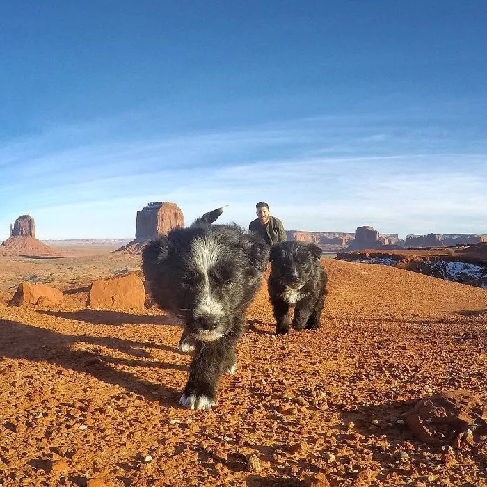 Este hombre encontró 2 cachorros abandonados en medio del desierto y se los llevó a un viaje épico
