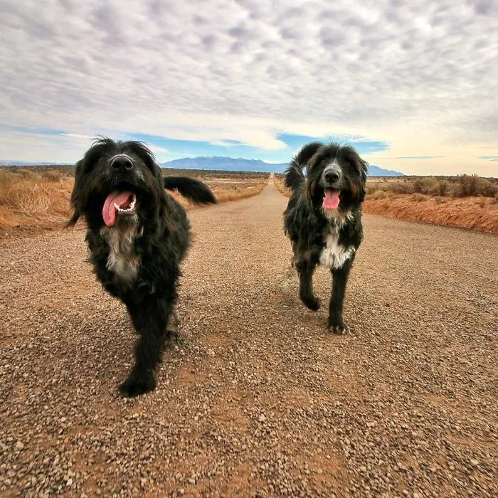 Este hombre encontró 2 cachorros abandonados en medio del desierto y se los llevó a un viaje épico