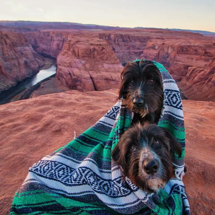 Este hombre encontró 2 cachorros abandonados en medio del desierto y se los llevó a un viaje épico