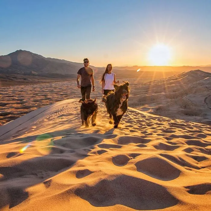 Este hombre encontró 2 cachorros abandonados en medio del desierto y se los llevó a un viaje épico