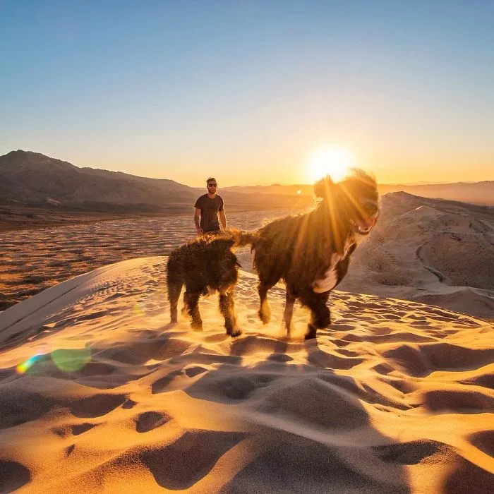 Este hombre encontró 2 cachorros abandonados en medio del desierto y se los llevó a un viaje épico