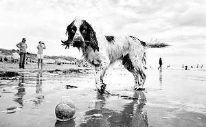 Street Photographer Travels The World Portraying Very Different Personalities Of Dogs