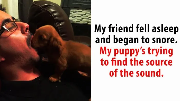 Animals Who Can’t Figure Out What And Why Humans Are
