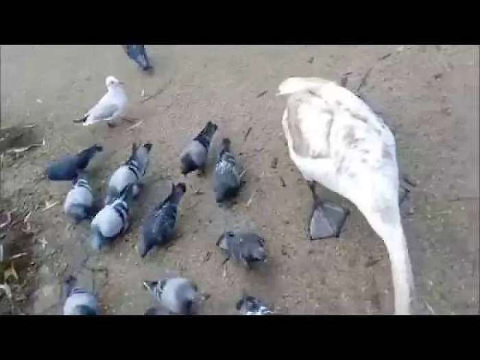 Birds All Over! Thousands Of Swans, Seagulls, Ducks, Pigeons In Prague