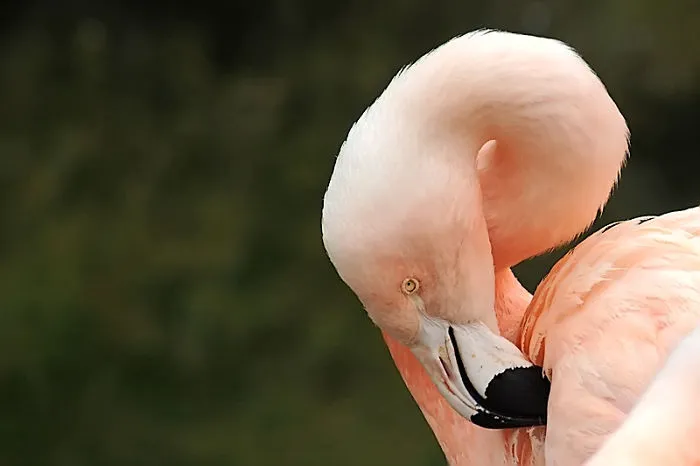 Birds Of A Feather