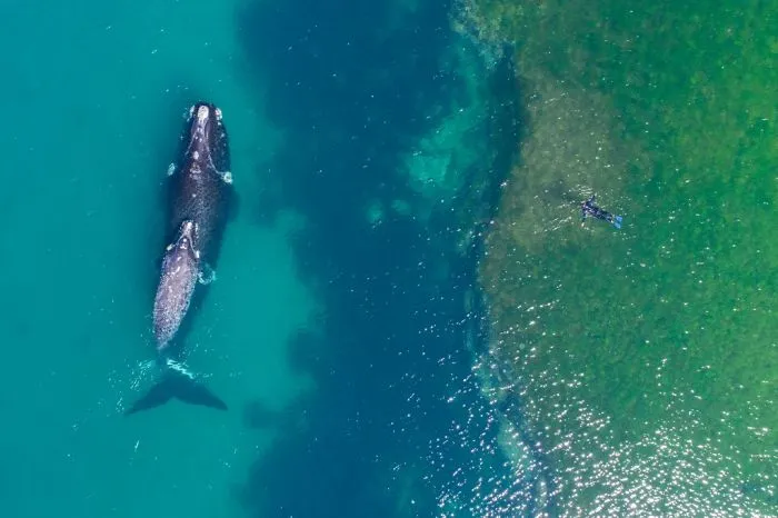 Swimming With A Whale