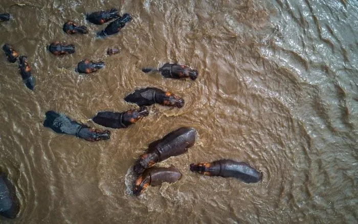 Hippos