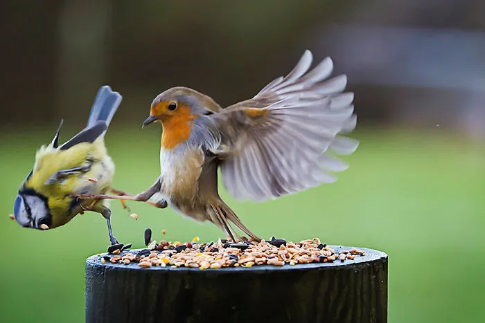 These Animals Are Being Total Jerks, But You’ll Laugh Anyway