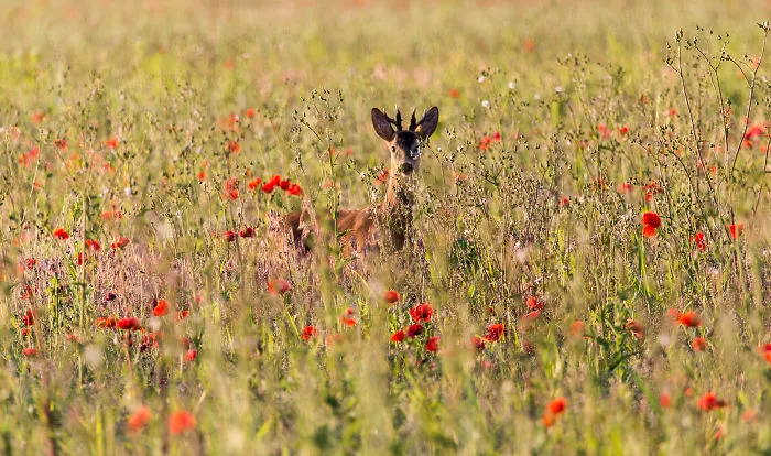 28 Reasons Why I Would Never Trade Romania For Any Country In The World