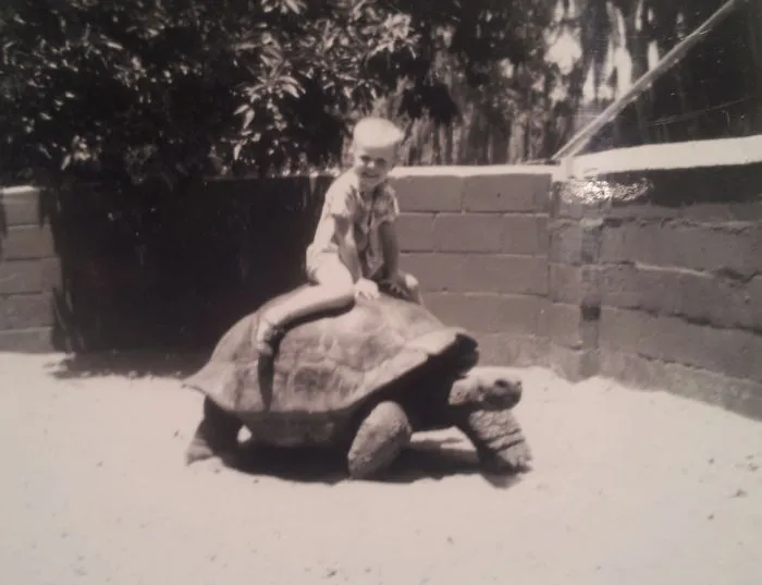 Tortoise Ride, Florida 1966.  Hoping That This Is Illegal Now But It Was A Thrill For A Six Year Old!