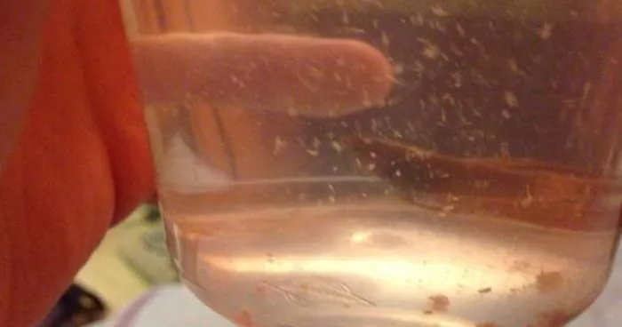 Guy Buys Ugly Betta Fish That Is So Neglected It Starts To Rot In Petsmart, Completely Transforms Her