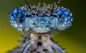 I Photograph Dragons And Damsels
