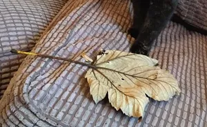 Cat Figures Out Owner Does Not Enjoy Her Live Gifts, Starts Bringing Giant Leaves Every Morning