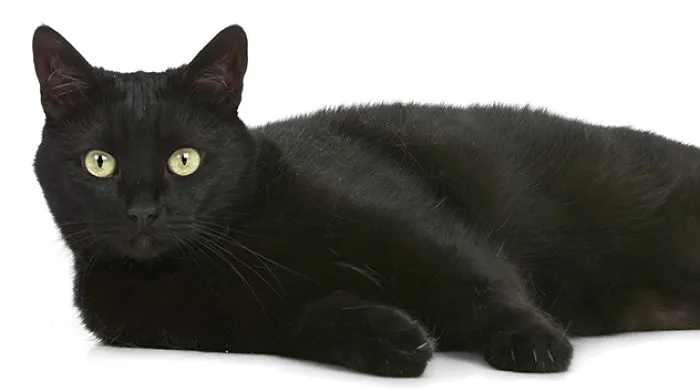 Pictures Of Cats