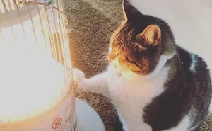 Hilarious Photos Of Cat Falling In Love With A Heater During Cold Weather Will Make Your Day