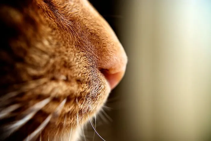 93 Close-Ups Of Cat Noses To Make Your Day