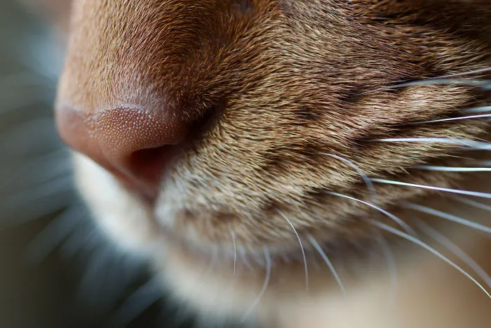 93 Close-Ups Of Cat Noses To Make Your Day