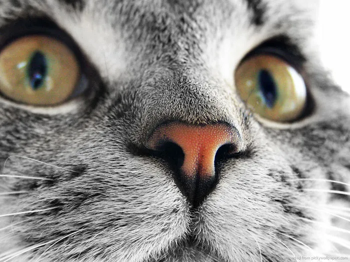 93 Close-Ups Of Cat Noses To Make Your Day