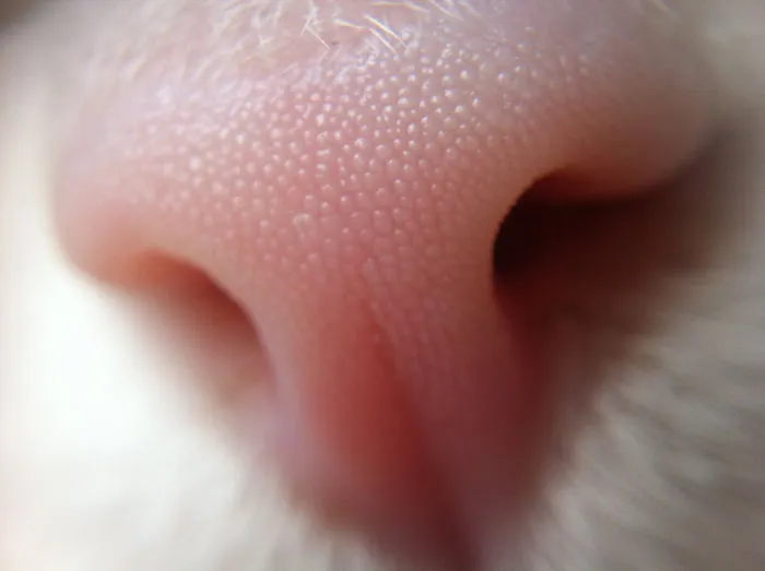 93 Close-Ups Of Cat Noses To Make Your Day