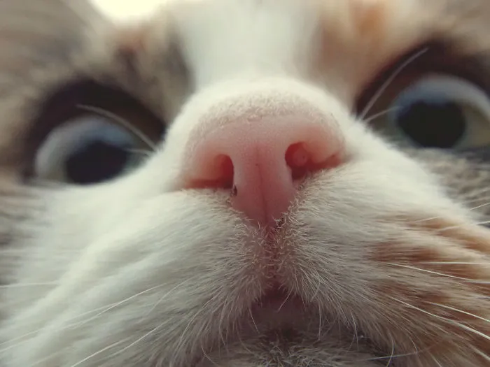 93 Close-Ups Of Cat Noses To Make Your Day