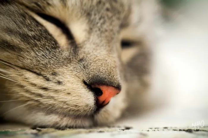 93 Close-Ups Of Cat Noses To Make Your Day