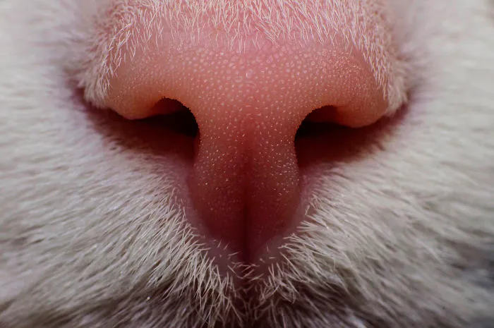 93 Close-Ups Of Cat Noses To Make Your Day