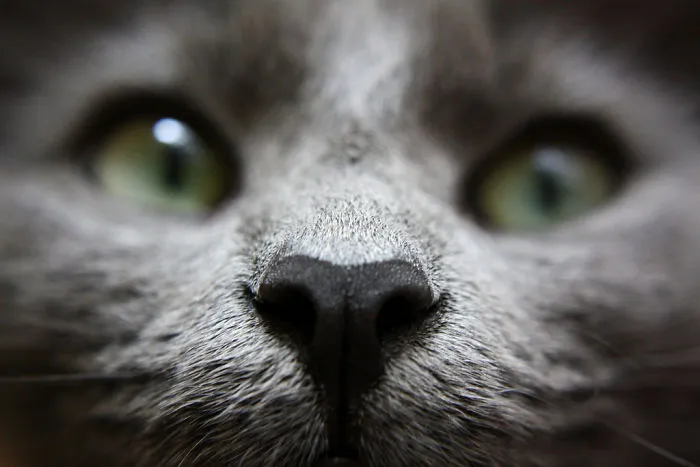 93 Close-Ups Of Cat Noses To Make Your Day