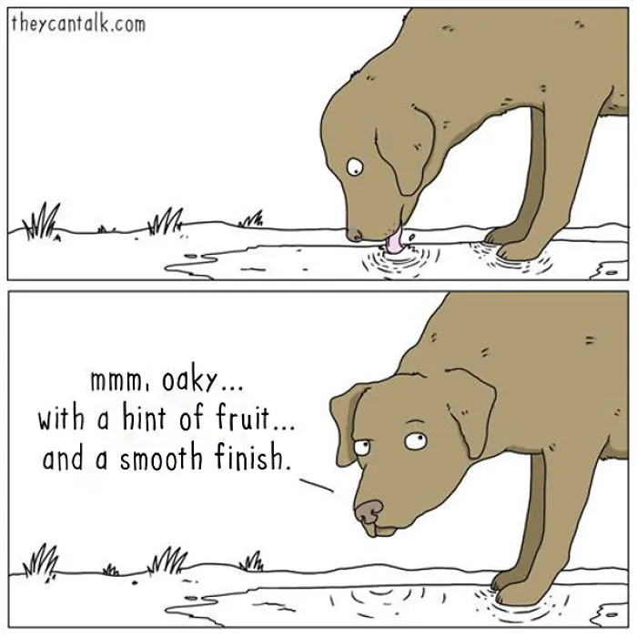 31 Differences Between Cats And Dogs That Are Impossible Not To Laugh At