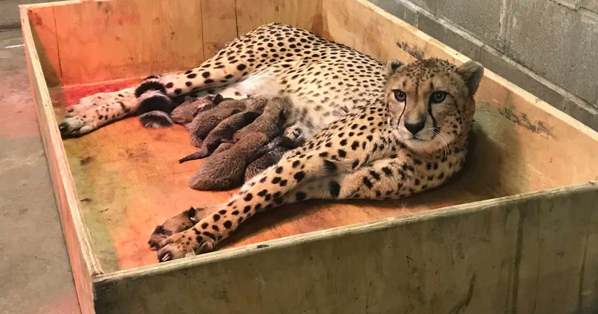 Esta supermamá acaba de dar a luz a un número récord de cachorros, y las fotos son adorables