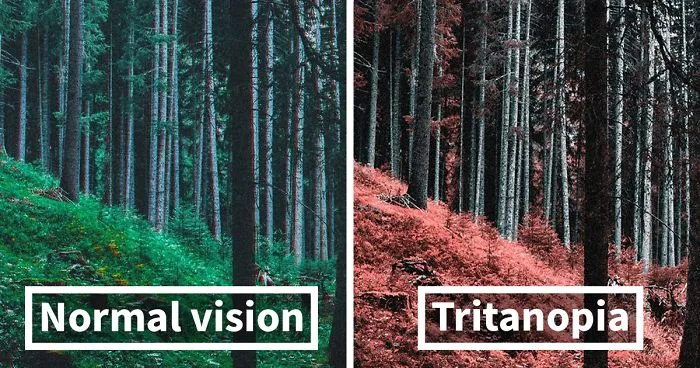 Here's How Colorblind People With Tritanopia See The World