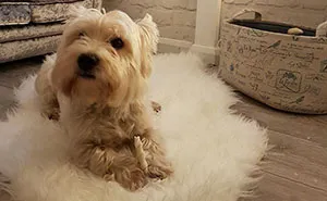 Our Dog Was Getting A Human Sister, So I Built Her A Room Under The Stairs - It Turned Out Better Than Expected