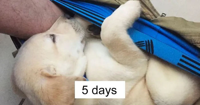People Can't Stop Laughing At This Dog's Hilarious Growth Chart