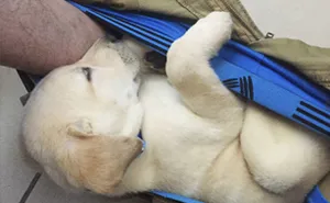 People Can't Stop Laughing At This Dog's Hilarious Growth Chart