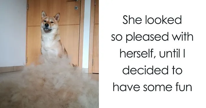 Human Puts His Dog In Wigs Made From Her Own Hair, And It's Hilarious How Its Face Changes With Every Pic