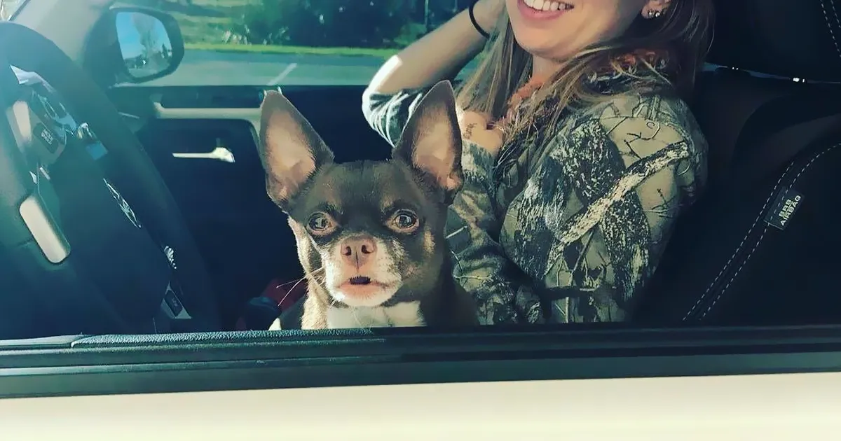 Esta empleada de una tienda de bagels retrata a los perros que llegan por el servi-carro, y sus caras lo dicen todo