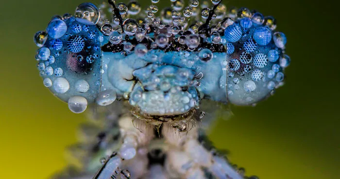 I Photograph Dragons And Damsels