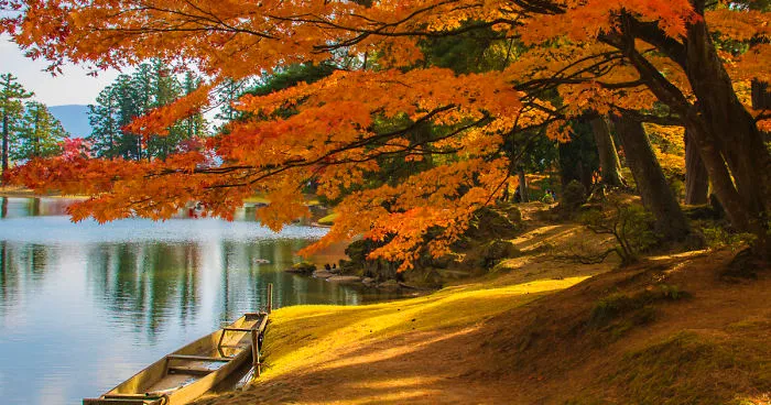 Craze For The Colorful Maple Leaves In Japan