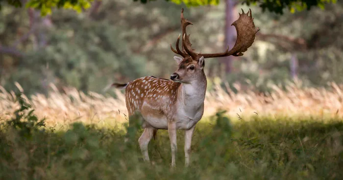 I Photographed Deer At The Dublin Phoenix Park