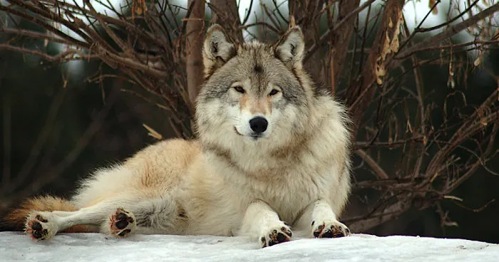 I Shoot Dog-Like Animals And Here Are A Baker's Dozen Why!