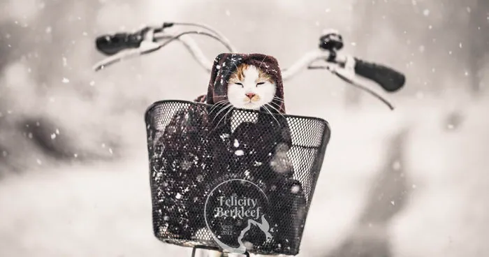 I Made A Winter Series With My Two Cats