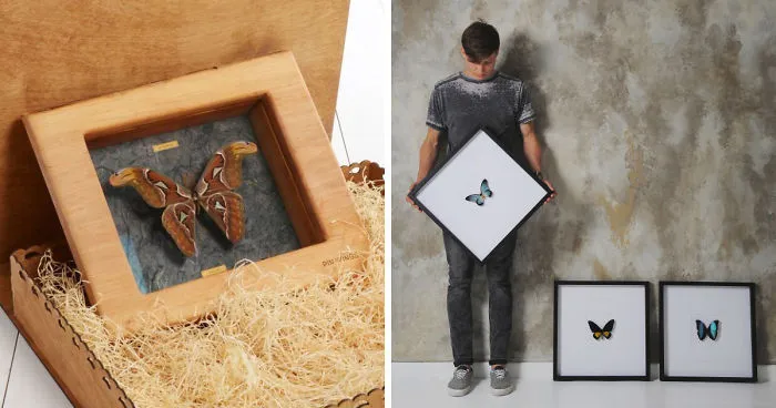 Real Butterflies Framed By Pinwings