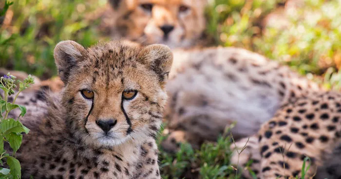 We Spent A Day Photographing Baby Cheetahs