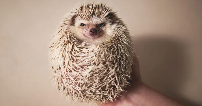 Hangry Haru The Hedgehog