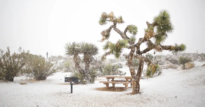 Snow In Joshua Tree National Park