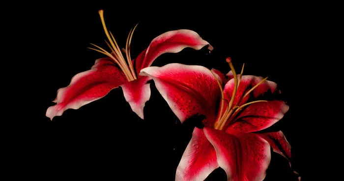 Photographer Creates A  Fine Line Between Real And Artificial
