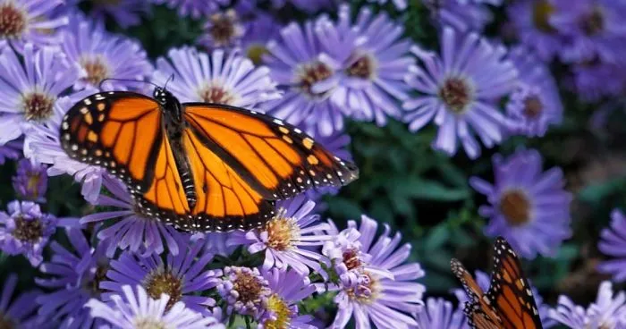 The Butterflies And The Bees