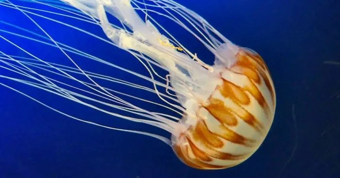 Anything And Everything Under The Sea