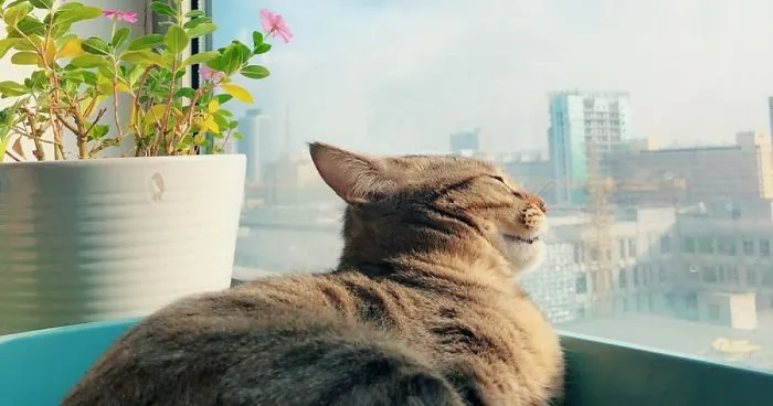 I Never Know What My Cat Thinking About...