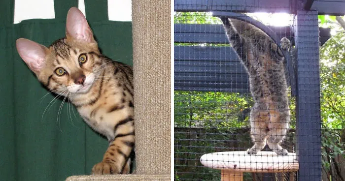 We Built A Beautiful Garden Catio For Our Formerly-Blind Bengal