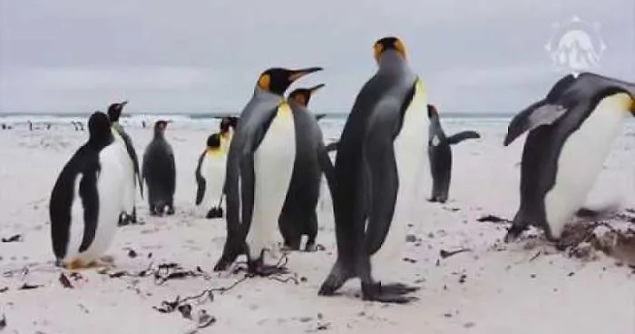 I Filmed These Beautiful King Penguins On The Remote Falkland Islands